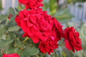 Rick_E_Norris_An_Accountancy_Corporation_CPA_Music_Royalties_are_Not_a_Bed_of_Roses_But_There_Is_Help